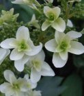 Hydrangea quercifolia  ‘Snowflake’- Eikenbladhortensia 30-40 C