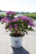 Hydrangea ser.Flair & Flavours® 'Cotton Candy'® Hydrangea ser.Flair & Flavours 'Cotton Candy®' - Hortensia 30-40 C5