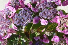 Hydrangea ser.Flair & Flavours 'Cotton Candy®' - Hortensia 30-40 C5