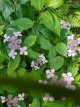 Hydrangea serrata 'Bluebird' 25/30 C