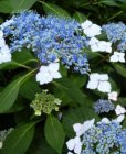 Hydrangea serrata 'Bluebird' 25/30 C