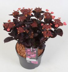 Hydrangea serrata 'Daredevil' - Hortensia 30-40 C4