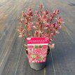 Hydrangea serrata 'Euphoria Pink'® 25/30 C2 Hydrangea serrata 'Euphoria Pink'® - Hortensia  25-30 C2