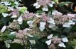 Hydrangea serrata 'Intermedia Hydrangea serrata 'Intermedia'(=acuminata) - Hortensia 25-30 C4