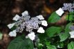 Hydrangea serrata 'Intermedia Hydrangea serrata 'Intermedia'(=acuminata) - Hortensia 25-30 C4