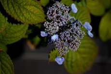 Hydrangea serrata 'Summer Glow' - Hortensia 25-30 C3