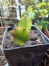 Hylocereus undatus 10 P9 Hylocereus undatus | Pitahaya-Drakenvrucht 10 P9