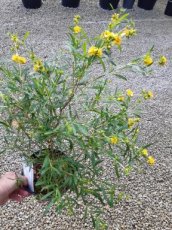 Hypericum densiflorum ‘Buttercup’-Hertshooi 20-30 C