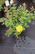 Hypericum dummeri 'Peter Dummer' 30/40 C Hypericum dummeri ‘Peter Dummer’-Hertshooi 30-40 C