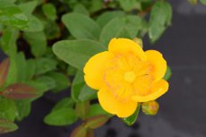 Hypericum dummeri ‘Peter Dummer’-Hertshooi 30-40 C