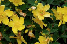 Hypericum ‘Hidcote’ - Hertshooi 25-30 C