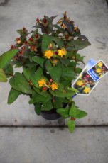 Hypericum inodorum 'Elstead' 30/40 C
