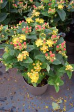 Hypericum inodorum ‘Rheingold’-Hertshooi  20-30 C