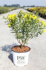 Hypericum kalmianum 'Sunny Boulevard®’ - Hertshooi 30-40 C3