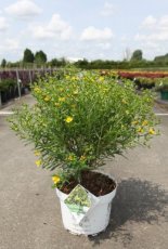 Hypericum kalm. 'Sunny Boulevard®' 40/50 C10 Hypericum kalmianum 'Sunny Boulevard®’ - Hertshooi 40-50 C10