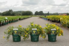 Hypericum kalmianum 'Blue Velvet' - Hertshooi 30-40 C4