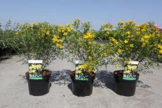 Hypericum  kalmianum ‘Gemo’-Hertshooi 30-40  C