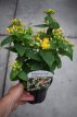 Hypericum moserianum 30/40 C3 Hypericum moserianum ' - Hertshooi 30-40 C3