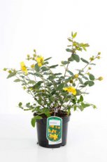 Hypericum moserianum ' - Hertshooi 30-40 C3