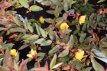 Hypericum moserianum 'Tricolor' 30/40 C3 Hypericum moserianum 'Tricolor' - Hertshooi 30-40 C3