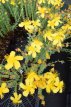 Hypericum olympicum Hypericum olympicum | Hertshooi 10 P9