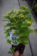 Hypericum olympicum | Hertshooi 10 P9