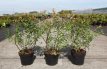 Hypericum radiance® 30/40 C4 Hypericum radiance® - bontbladig- Herfsthooi 30-40 C4