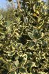 Ilex altaclerensis 'Golden King' 40/60 C3