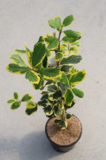 Ilex altaclerensis 'Golden King' 40/60 C3