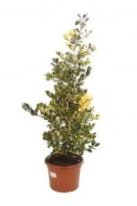 Ilex altaclerensis  ‘Golden King’ 80/100 C15 Ilex altaclerensis ‘Golden King’ - Hulst   80-100 C15