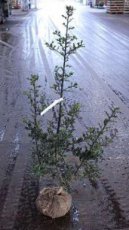 Ilex aquifolium 100/125 Mot Ilex aquifolium  100-125  MOT  | Hulst-Hulsthaag