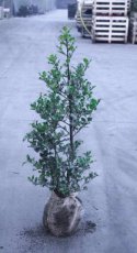 Ilex aquifolium 80/100 Mot Ilex aquifolium  80-100  MOT  | Hulst-Hulsthaag