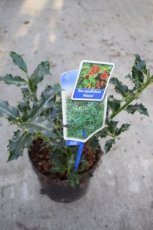 Ilex aquifolium ‘Alaska’ - Hulst-Hulsthaag  40-60 C