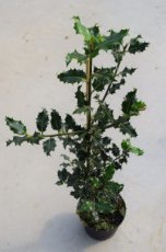 Ilex aquifolium 60/80 Mot Ilex aquifolium - Hulst-Hulsthaag 60-80  Mot