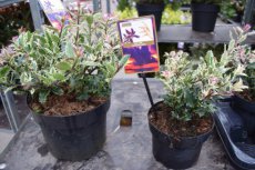 Ilex aquifolium 'Ingramii' | Hulst-Hulsthaag 20-30 C3