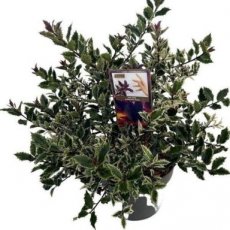 Ilex aquifolium 'Ingramii' 30-35 C5 Ilex aquifolium 'Ingramii' | Hulst-Hulsthaag 30-35 C5