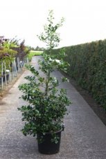 Ilex aquifolium  ‘J.C. van Tol’ 125/150 C35 Ilex aquifolium  ‘J.C. van Tol’ - Hulst-Hulsthaag  125-150 C35