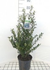 Ilex cren. 'Caroline Upright' - Japanse hulst 40-60 C