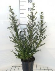 Ilex crenata ‘Convexa’ - Japanse hulst 30-40 C3