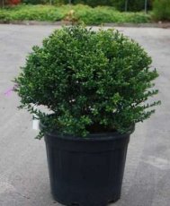 Ilex crenata ‘Convexa’ Ø 50-55 - Bol Ilex crenata ‘Convexa’ - Houx  60-80  Mot