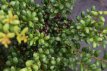 Ilex crenata 'Dark Green'® - 50 st. Ilex crenata 'Dark Green’® - Japanse hulst PROMO 50 st. (WINTERGROEN)