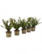 Ilex crenata 'Dark Green'® - 50 st. Ilex crenata 'Dark Green’® - Japanse hulst PROMO 50 st. (WINTERGROEN)