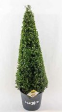 Ilex crenata ‘Dark Green’® pyr. 90 Ilex crenata ‘Dark Green’® - Piramide 90