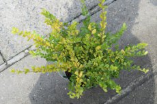 Ilex crenata 'Golden Gem' 20/30 C