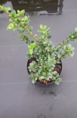 Ilex crenata ‘Green Hedge’ - Japanse hulst 30-40 C