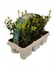 Ilex crenata 'Jenny' - set 6 st. | Japanse hulst