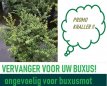 Ilex crenata 'Luxus' 20/25 P9 - 100 st. Ilex crenata 'Luxus' - PROMO - 100 st. | Japanse hulst 20-25 P9