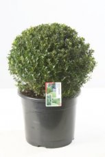 Ilex crenata 'Maxima'®| Japanse hulst - bol 40+