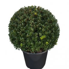 Ilex crenata 'Maxima’® bol 45+ Ilex crenata 'Maxima'® | Japanse hulst - bol 45+