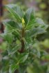 Ilex meservea 'Heckenfee' 40/60 C Ilex meservea 'Heckenfee' - Hulst 40-60 C